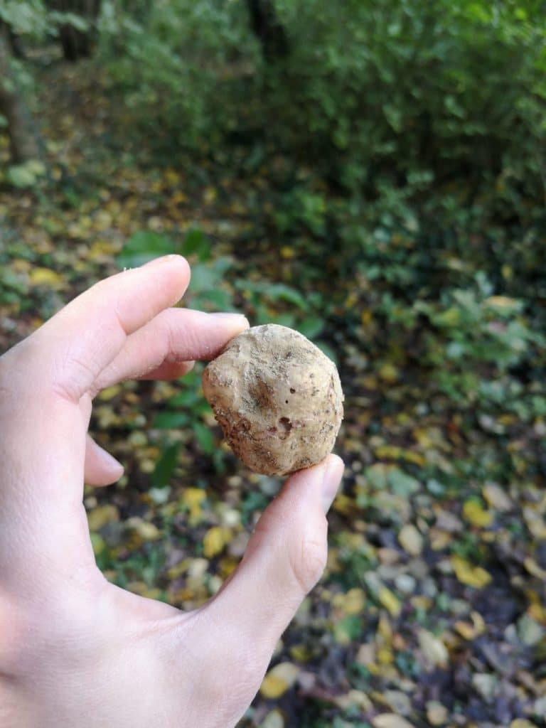 truffe1-min